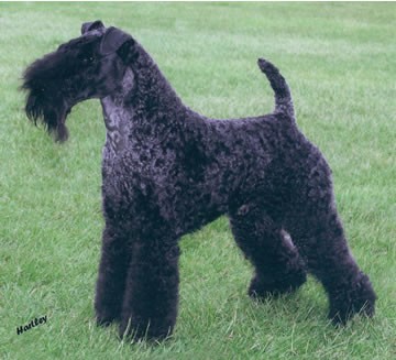 Ch Torum's Tunde Bayou - Photo Hartley