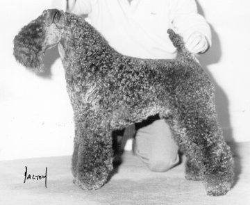 Ch/Ir Ch Torum's Mr Dooley - Photo Dalton